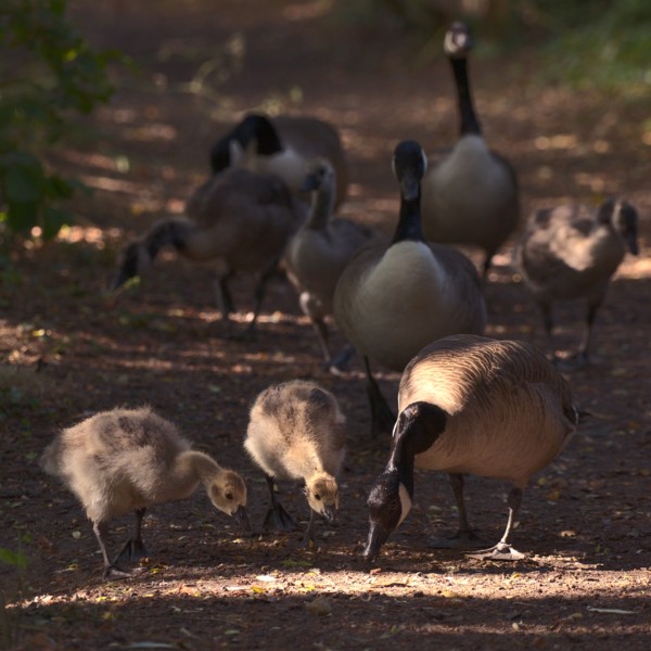 Grand walk.<br><small>Eastbrookend, London, UK</small><br><small>June 19, 2023</small>