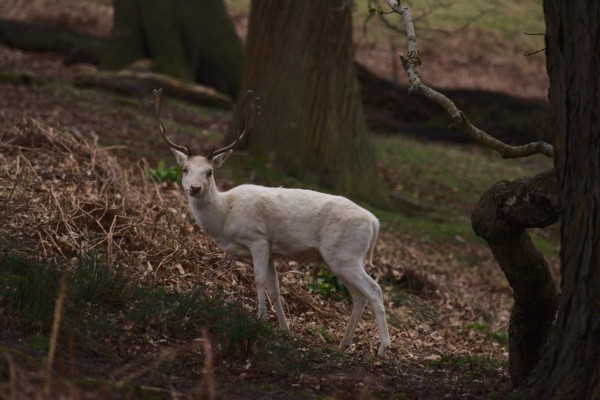 White stag<br><small>Sevenoaks, Kent, UK</small><br><small>April 03, 2022</small>