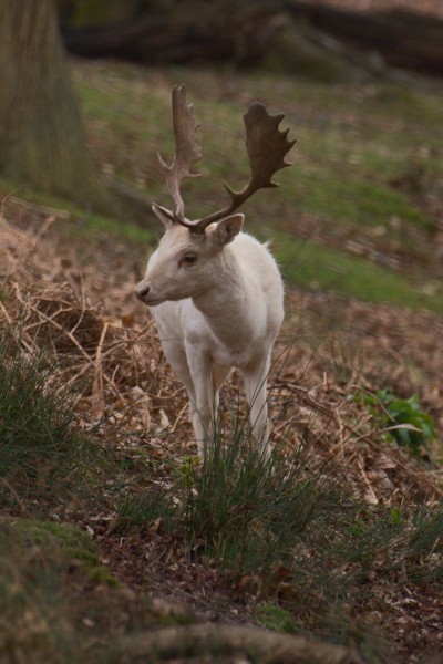 White stag<br><small>Sevenoaks, Kent, UK</small><br><small>April 03, 2022</small>