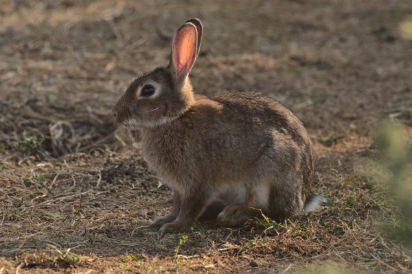 A Hare's take on head ornaments.<br><small>Eastbrookend, London, UK</small><br><small>June 19, 2023</small>