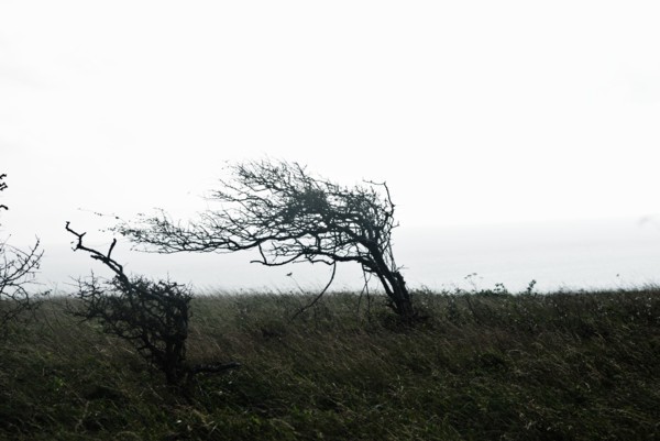 Sculture of the Wind<br><small>near Seaford, East Sussex, UK</small><br><small>August 10, 2021</small>